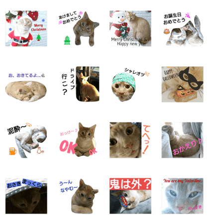 MOCA cat4 MOCA cat4