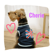 welshterrier welshterrier