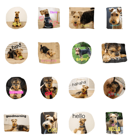 welshterrier welshterrier