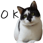 Oribe cat Oreo-kun and his friends Oribe cat Oreo-kun and his friends