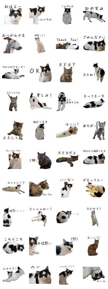 Oribe cat Oreo-kun and his friends Oribe cat Oreo-kun and his friends