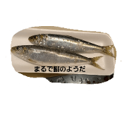 nakazato fishshop nakazato fishshop