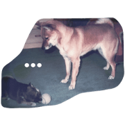 Our Family Dogs Our Family Dogs