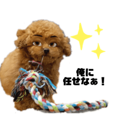 toypoodle coco 0203