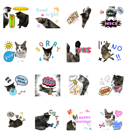 Nora of a cat and Terry 3 Nora of a cat and Terry 3