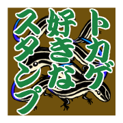 Plestiodon japonicus Plestiodon japonicus