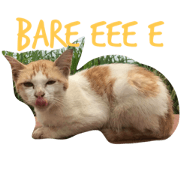 Cat have no home Cat have no home