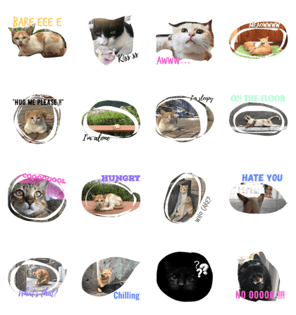 Cat have no home Cat have no home