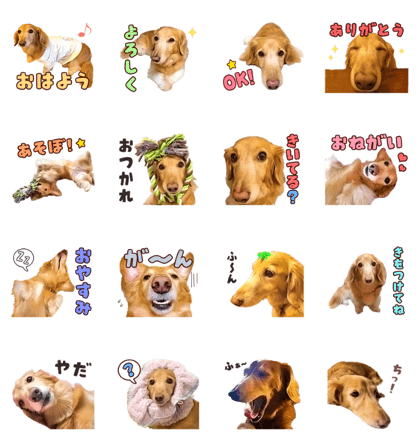 Cute dog Hana-chan Cute dog Hana-chan