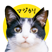 Nora cats daily Nora cats daily