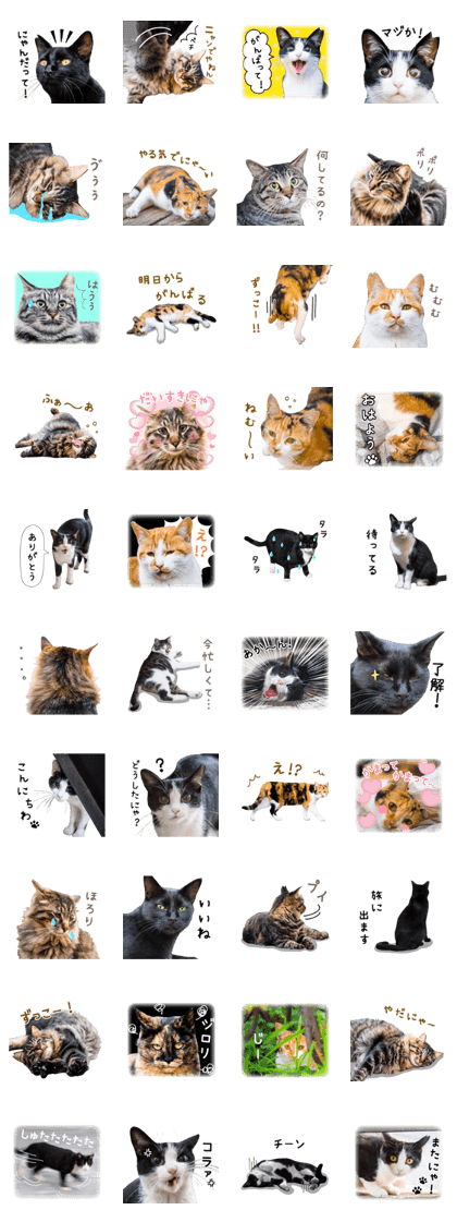 Nora cats daily Nora cats daily