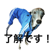 italian grey hound Howl 2