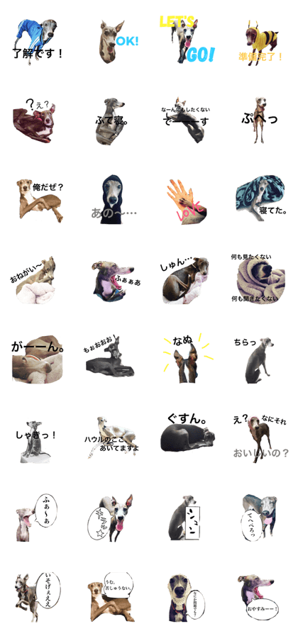 italian grey hound Howl 2