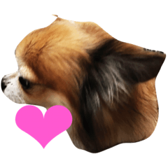 kuu/Chihuahua stamp