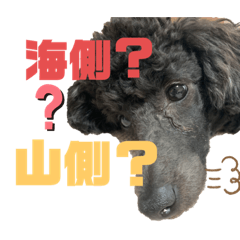 神戸弁のトイプードル仁＆礼です