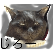 Black cat,kutsu kun 2