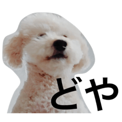 toypoodlemoppy
