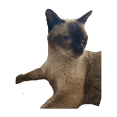 RINGO_20210731083523