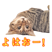 Positive_Cat Positive_Cat