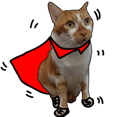 貓超人保護貓款