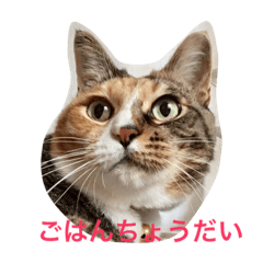 T's Cats