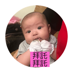 可愛的 小海豹