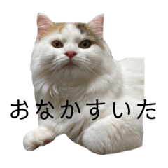 orange_20210731071010