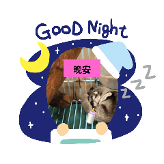 蜜袋鼯的可愛問候圖2.0