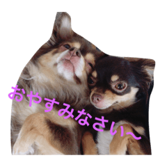 CHACHA&SYUSYU2