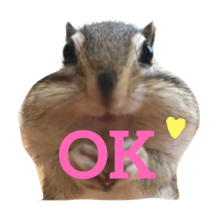 シマリスのノーチェ Line スタンプ Line Store シマリスのノーチェ Line スタンプ Line Store