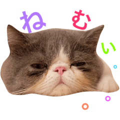 エキゾチックショートヘアの八ツ橋 Line スタンプ Line Store