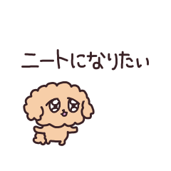 Toy Poodle that does not work hard