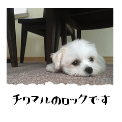 [Japanese Dog] Rock's Sticker