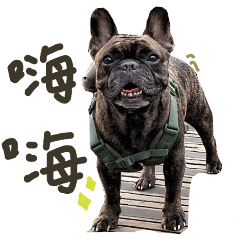 French Bulldog-A Chou