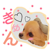 koharubiyori  chihuahua