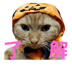 mikan life 4