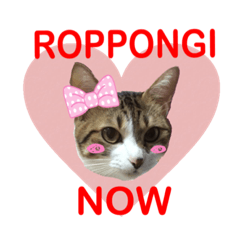 ROPPONGI CAT