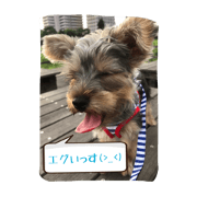 Yorkshire Terrier KOMUGI