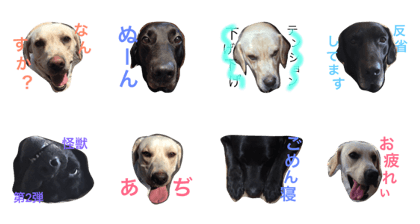 Rui&Sunder/Labrador Retriever 2