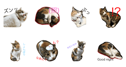 calico cat's