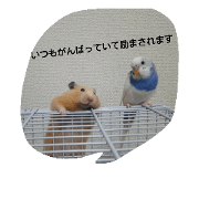 HAMSUTER Pochi