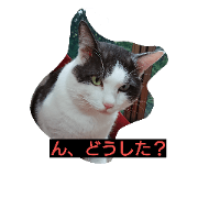 cat999