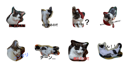 cat999