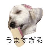 tiku