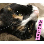 welcome to misocats world 2