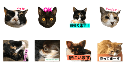 welcome to misocats world 2