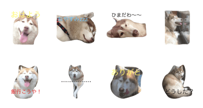 Husky Dog ANZU