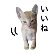 ganbo