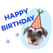 Schnauzer Rowa 3