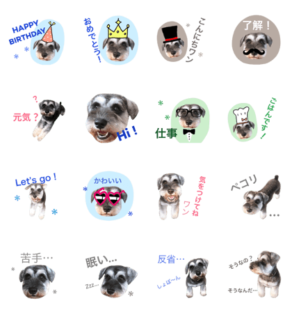 Schnauzer Rowa 3